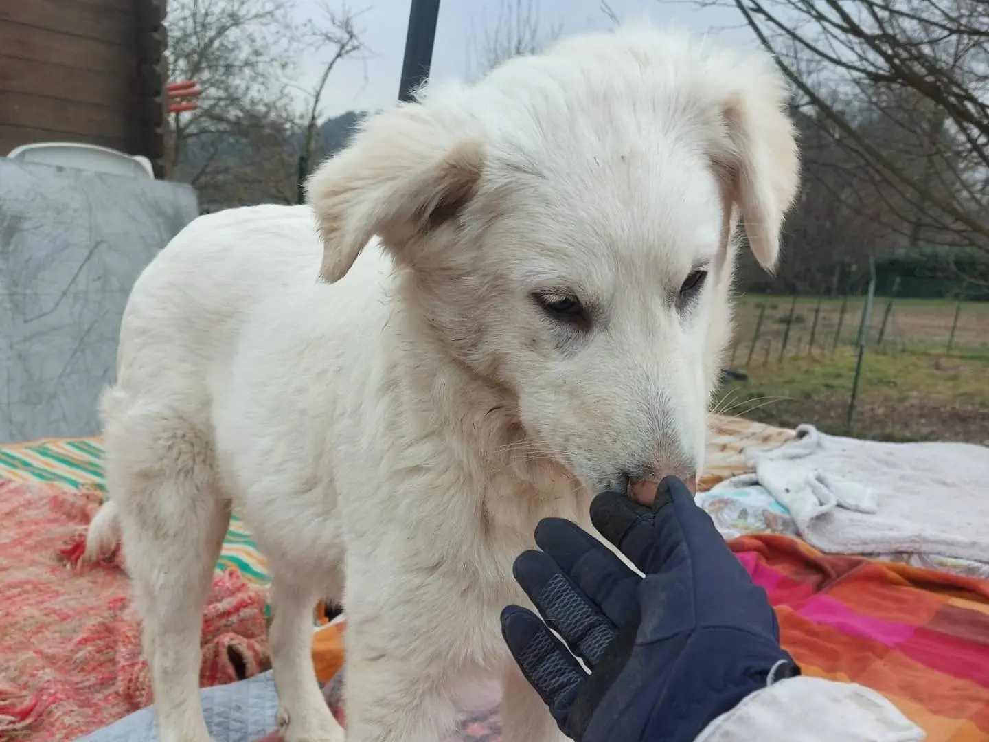 Adotta un cane, femmina, 2 anni e 3 mesi, Como