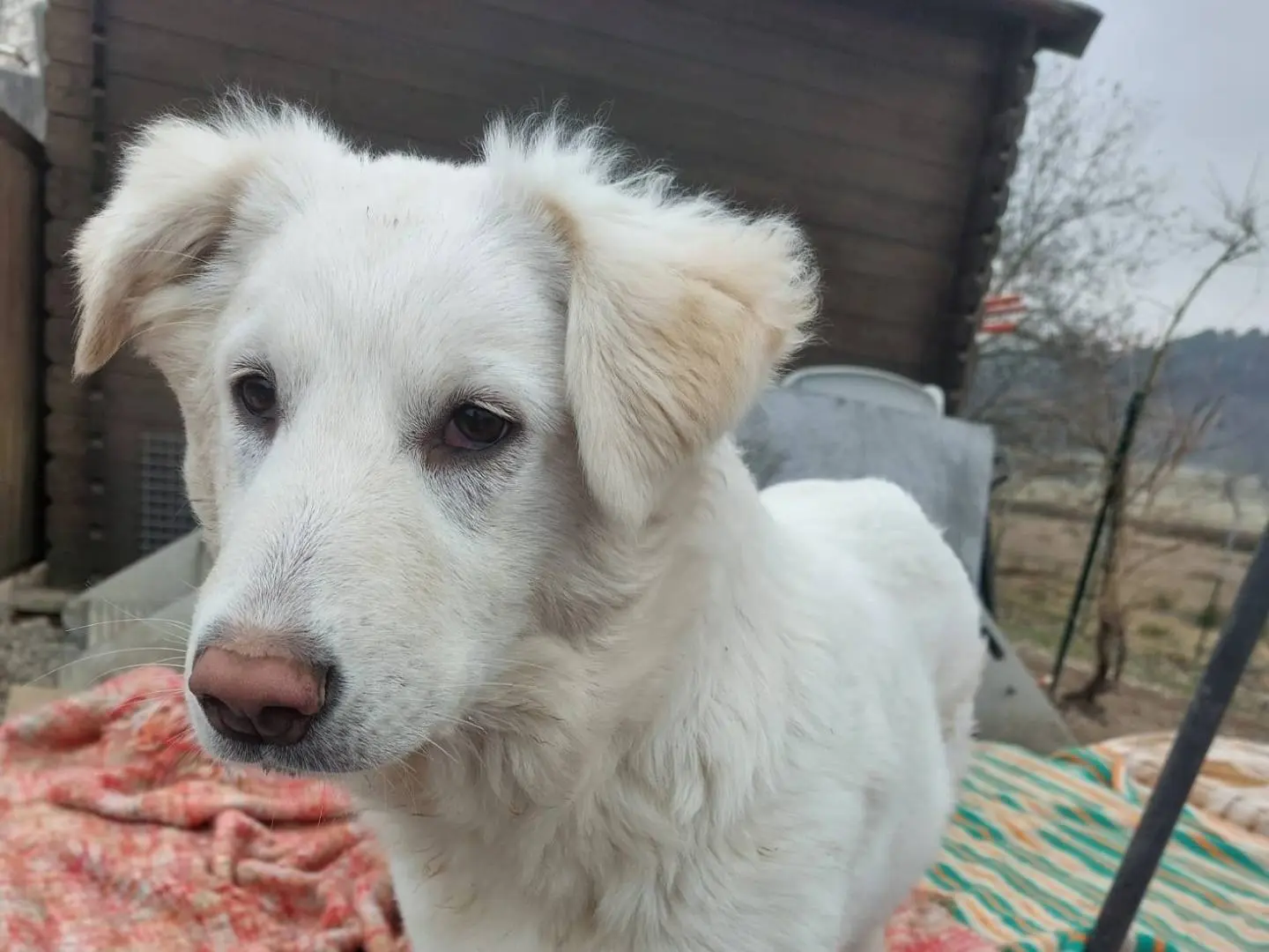 Adozione cane, femmina, Razza sconosciuta Razza sconosciuta, 2 anni e 3 mesi, taglia media, Como