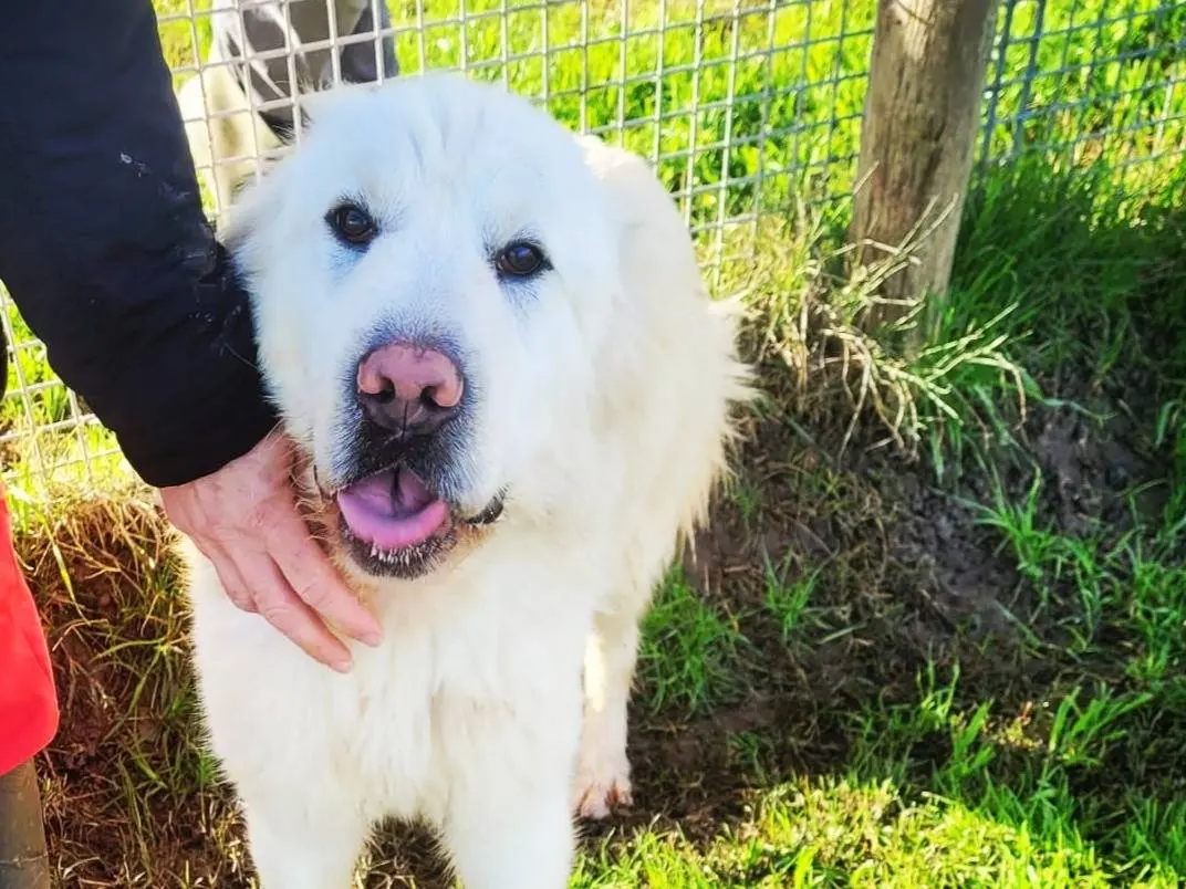 Adotta un cane, taglia grande, maschio, Latina