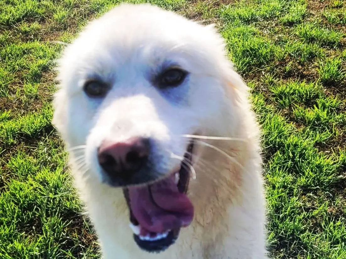 Vuoi adottare un cane a Latina?