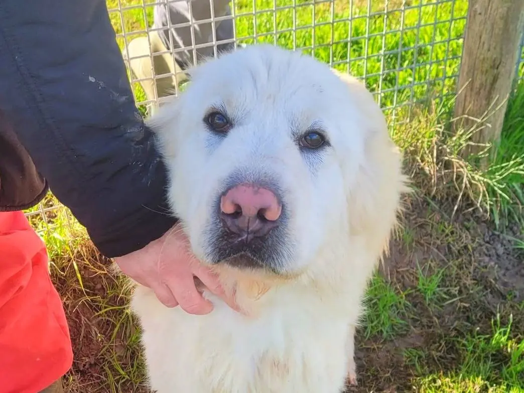 Adozione cane, maschio, Pastore maremmano Razza sconosciuta, 2 anni e 9 mesi, taglia grande, Latina