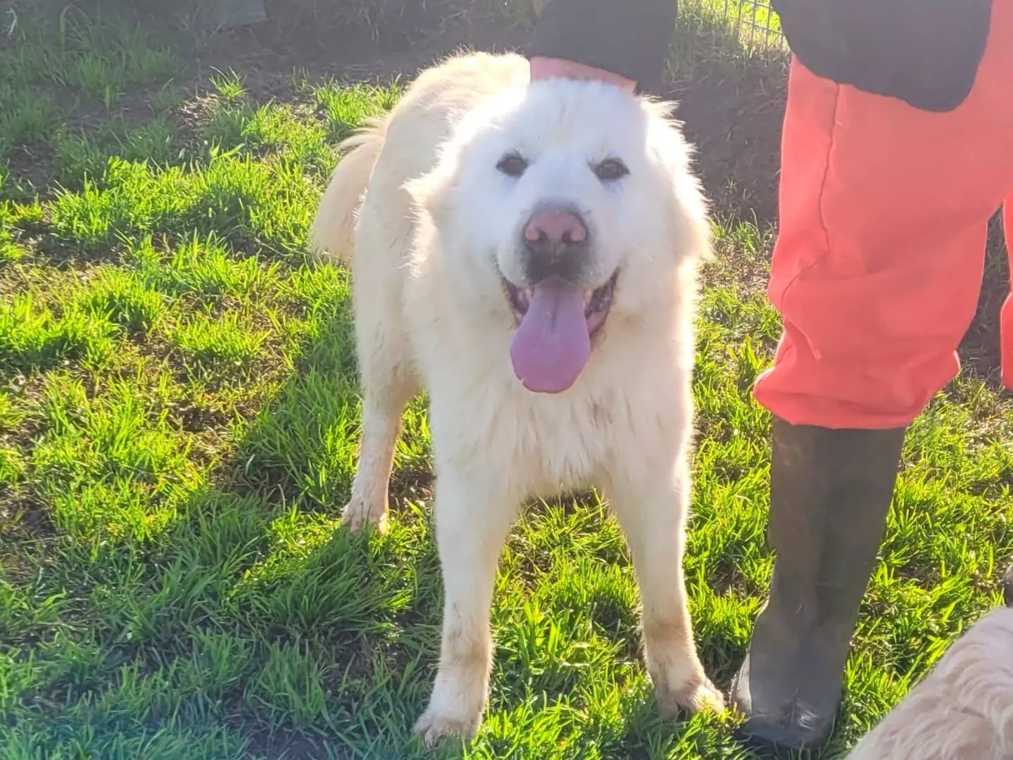 Adotta un cane, maschio, 2 anni e 9 mesi, Latina