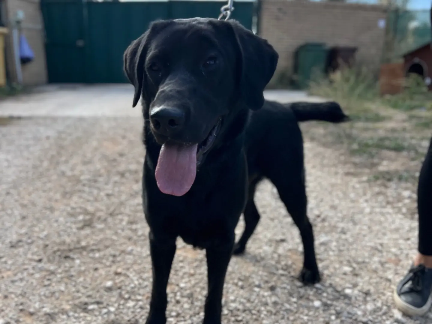 Adotta un cane, taglia grande, maschio, Foggia