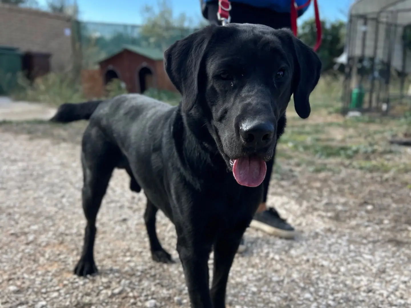 Adotta un cane, maschio, 2 anni e 4 mesi, Foggia