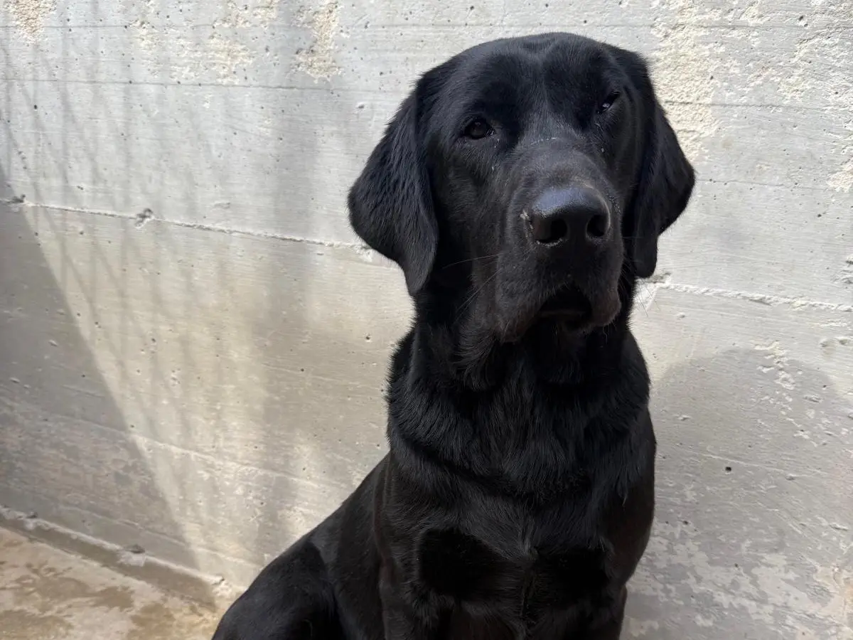 Adozione cane, maschio, Labrador Retriever Razza sconosciuta, 2 anni e 4 mesi, taglia grande, Foggia