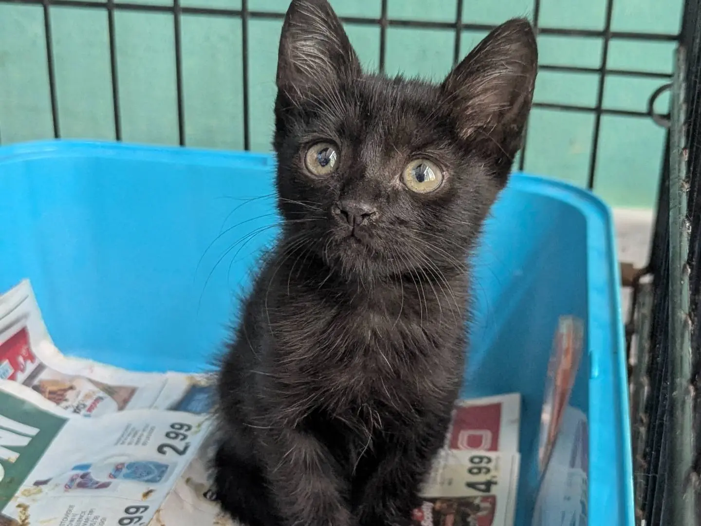 Adozione gatto, maschio, Razza sconosciuta Razza sconosciuta, 2 mesi, taglia non valida, Teramo