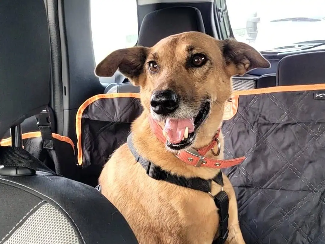 Adozione cane, femmina, Razza sconosciuta Razza sconosciuta, 6 anni e 2 mesi, taglia media, Milano