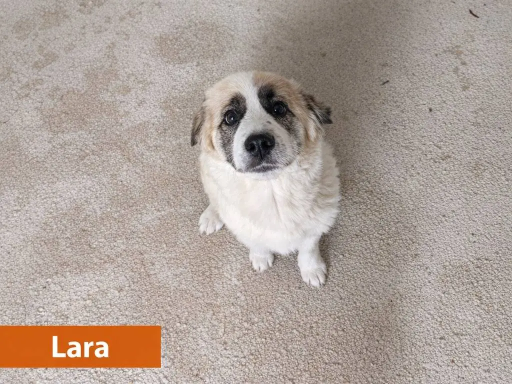 Adotta un cane, femmina, 3 mesi, Avellino