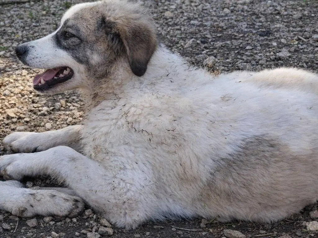 Adotta un cane, taglia grande, femmina, Avellino