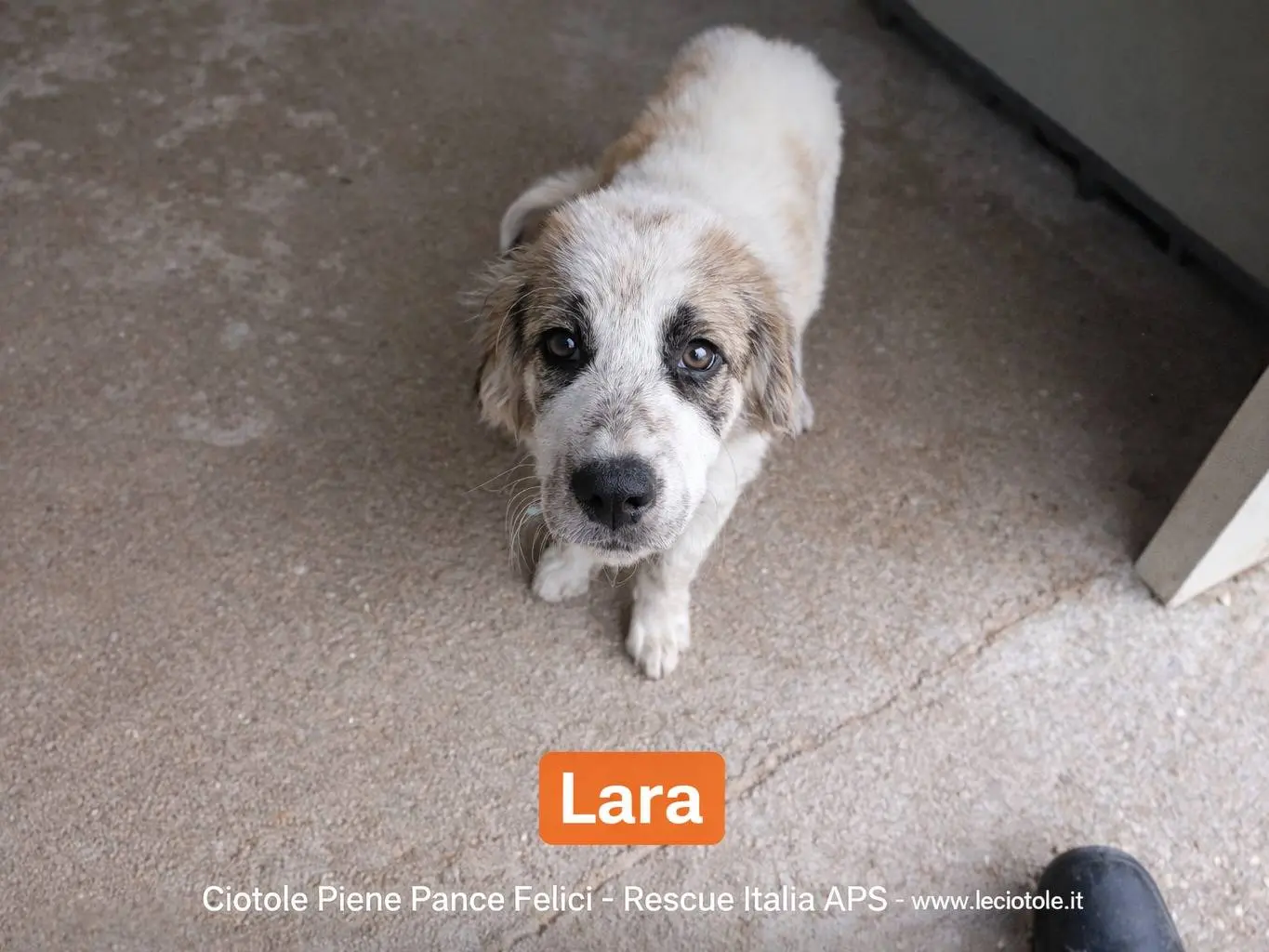 Adozione cane, femmina, Razza sconosciuta Razza sconosciuta, 3 mesi, taglia grande, Avellino