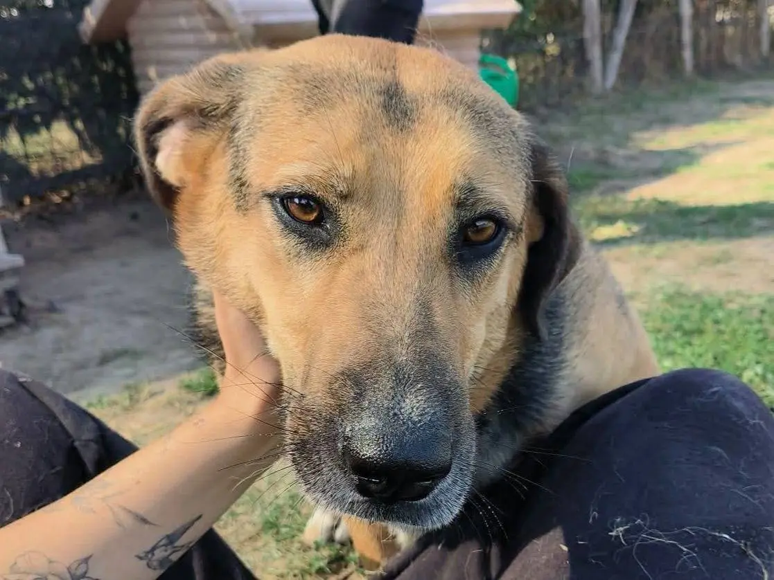 Adozione cane, femmina, Pastore tedesco Razza sconosciuta, 3 anni e 9 mesi, taglia media, Latina