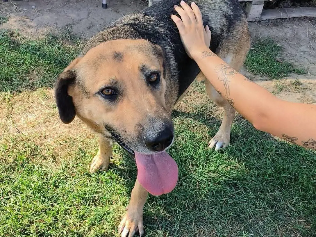 Vuoi adottare un cane a Latina?