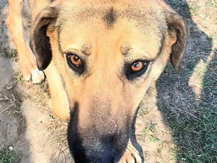 Adotta il cane Lulù a Latina