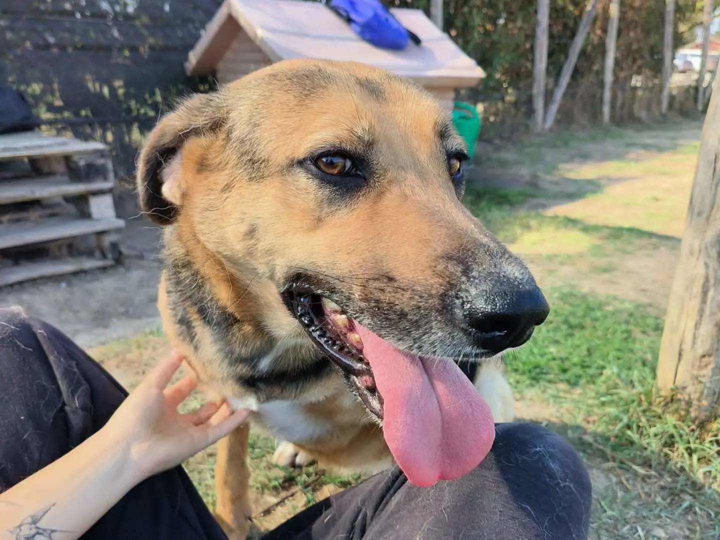 Adotta un cane, taglia media, femmina, Latina