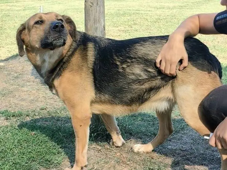 Adotta un cane, femmina, 3 anni e 9 mesi, Latina