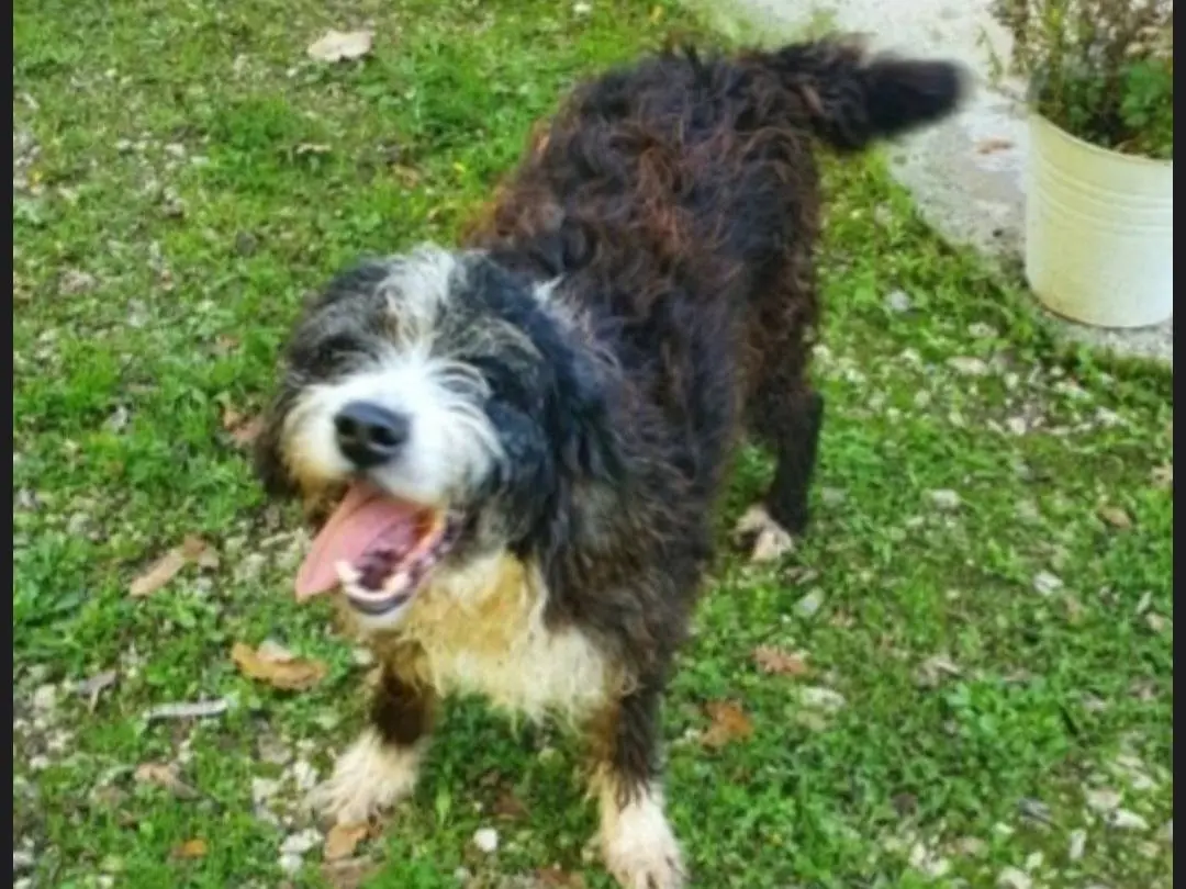 Adozione cane, maschio, Razza sconosciuta Razza sconosciuta, 5 anni e 1 mese, taglia media, Foggia