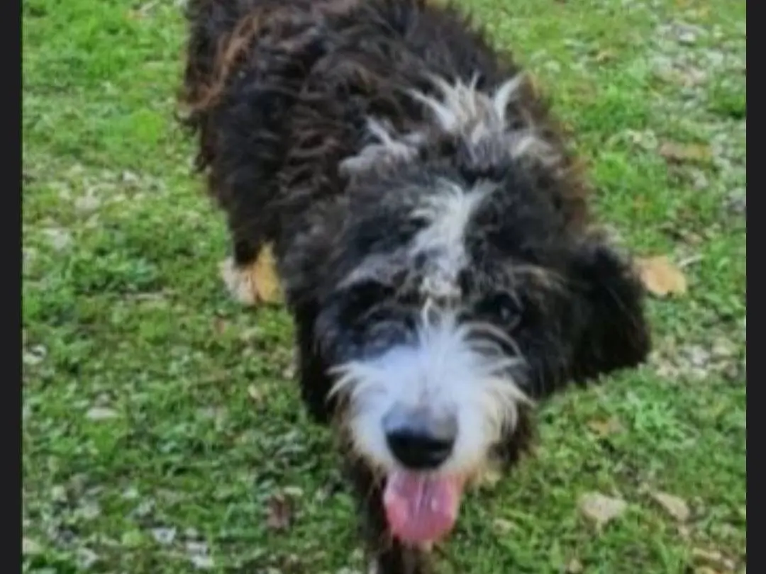 Adotta un cane, maschio, 5 anni e 1 mese, Foggia