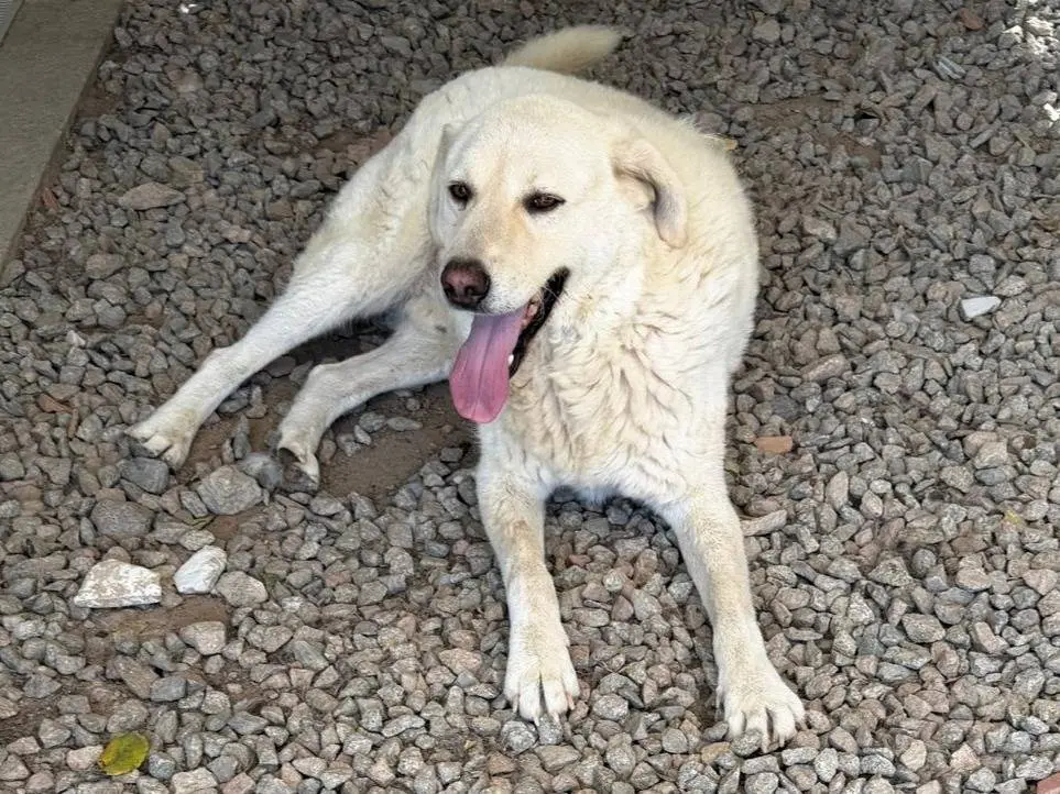 Foto 3 dell'animale