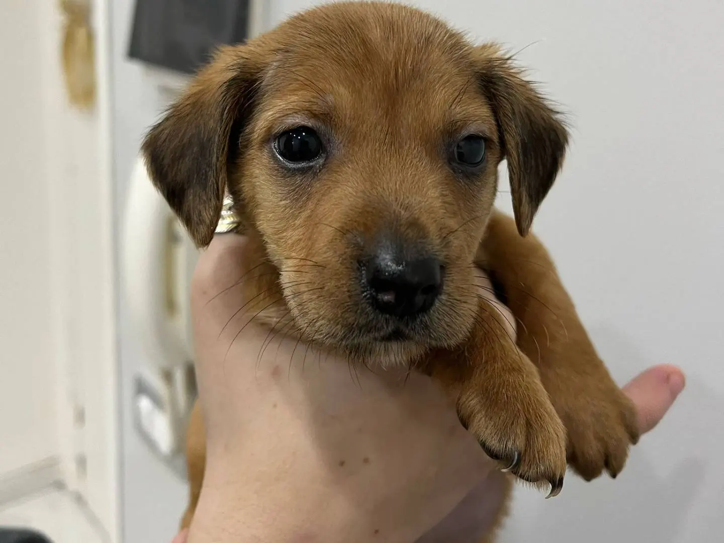 Adozione cane, maschio, Razza sconosciuta Razza sconosciuta, 1 anno e 8 mesi, taglia media contenuta, Messina