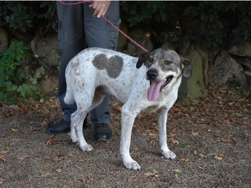 Adotta un cane, maschio, 4 anni e 4 mesi, Roma