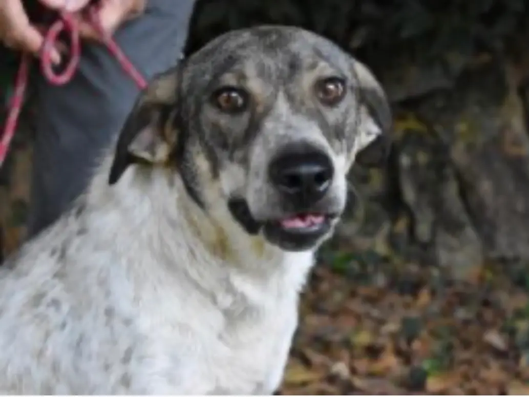 Adozione cane, maschio, Razza sconosciuta Razza sconosciuta, 4 anni e 4 mesi, taglia media, Roma