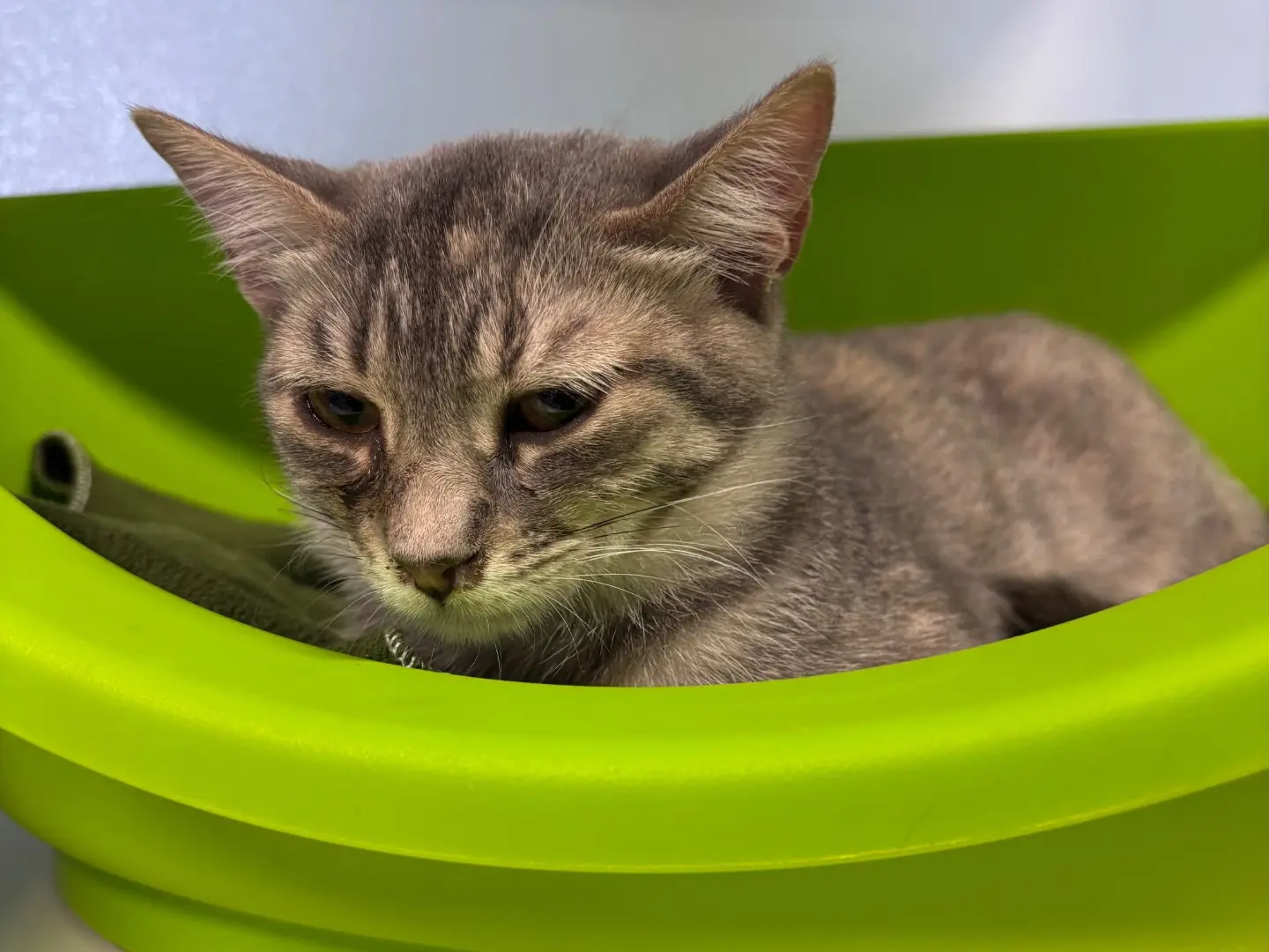 Adozione gatto, femmina, Razza sconosciuta Razza sconosciuta, 6 mesi, taglia non valida, Brescia
