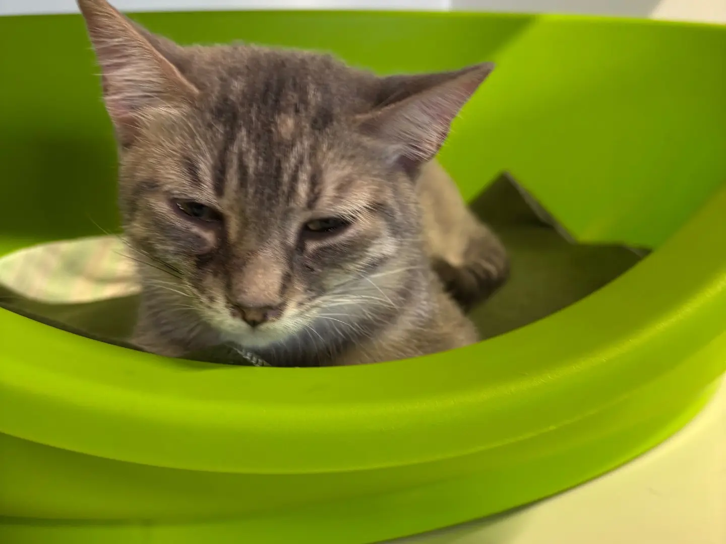 Adotta un gatto, femmina, 6 mesi, Brescia