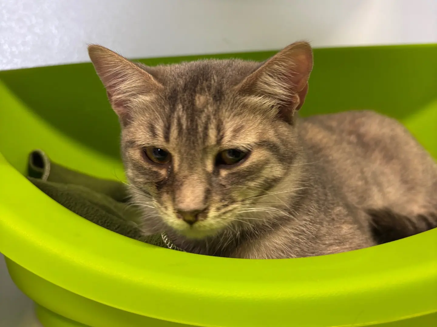 Adotta un gatto, taglia non valida, femmina, Brescia