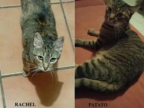 Adozione gatto, femmina, Razza sconosciuta Razza sconosciuta, 6 anni, taglia non valida, Como