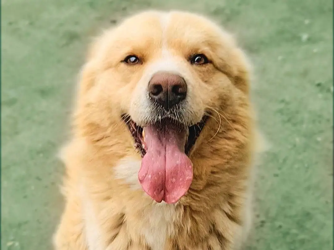 Adotta il cane Birillo a Napoli