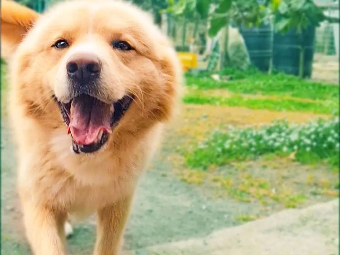Adotta un cane, maschio, 4 anni, Napoli