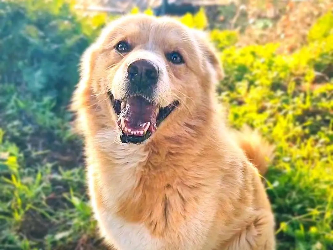 Vuoi adottare un cane a Napoli?