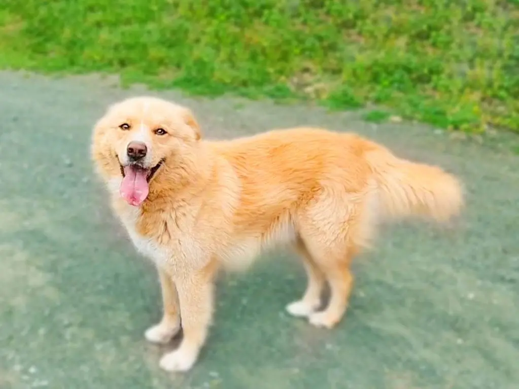 Adotta un cane, taglia grande, maschio, Napoli