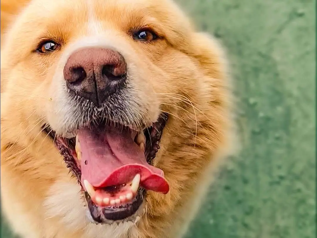 Adozione cane, maschio, Golden Retriever Razza sconosciuta, 4 anni, taglia grande, Napoli