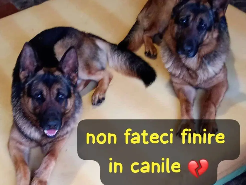 Foto 1 dell'animale
