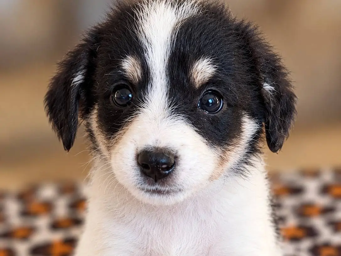 Adozione cane, femmina, Razza sconosciuta Razza sconosciuta, 2 mesi, taglia media, Benevento
