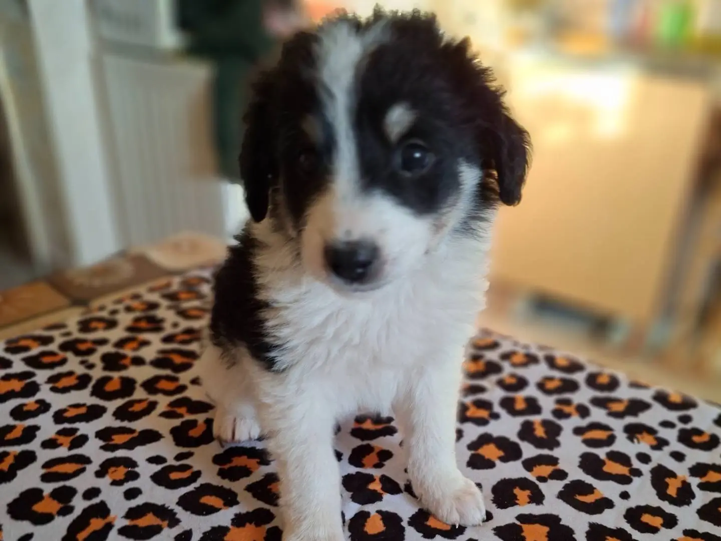 Adotta un cane, femmina, 2 mesi, Benevento