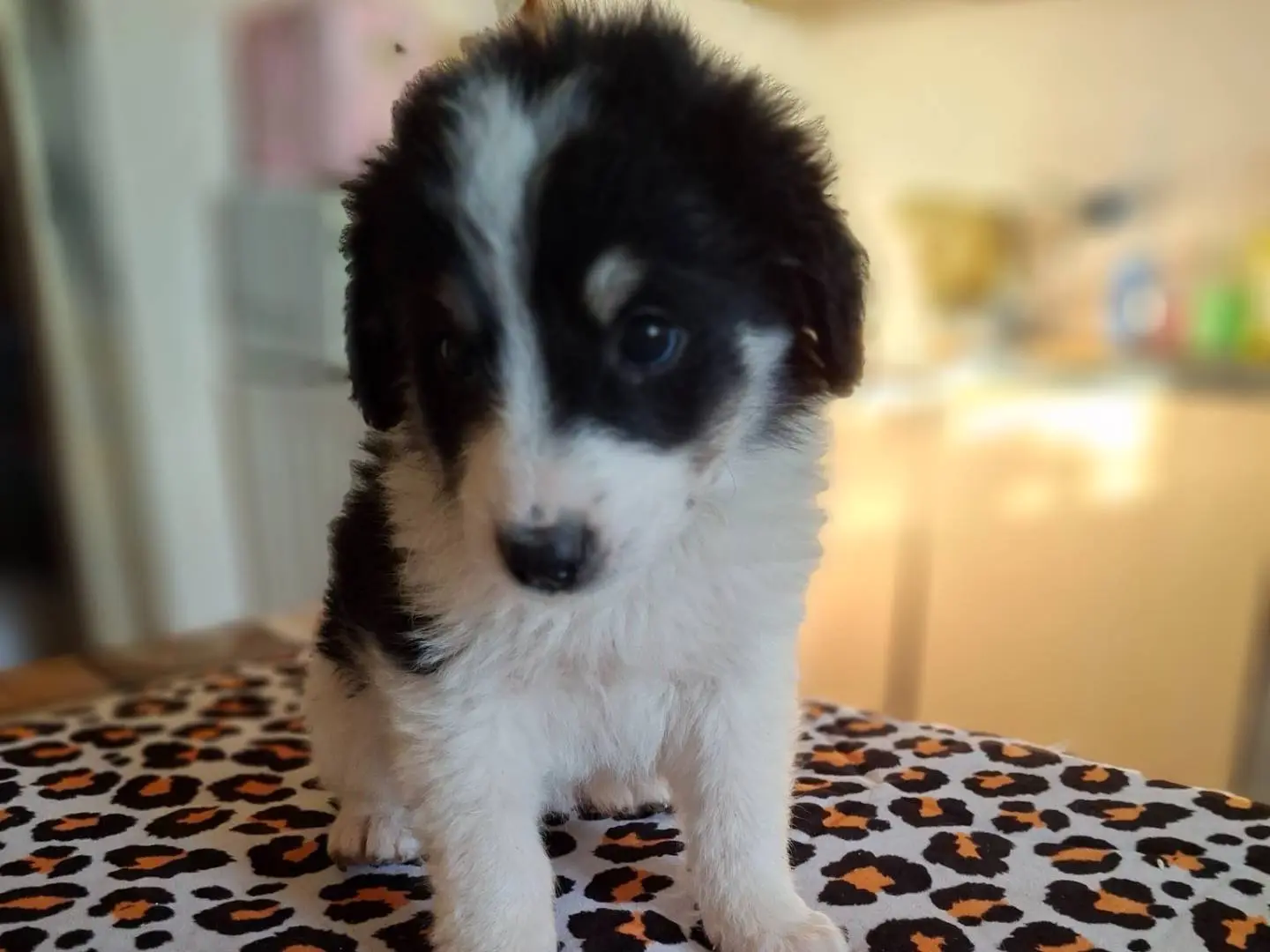 Adotta un cane, taglia media, femmina, Benevento