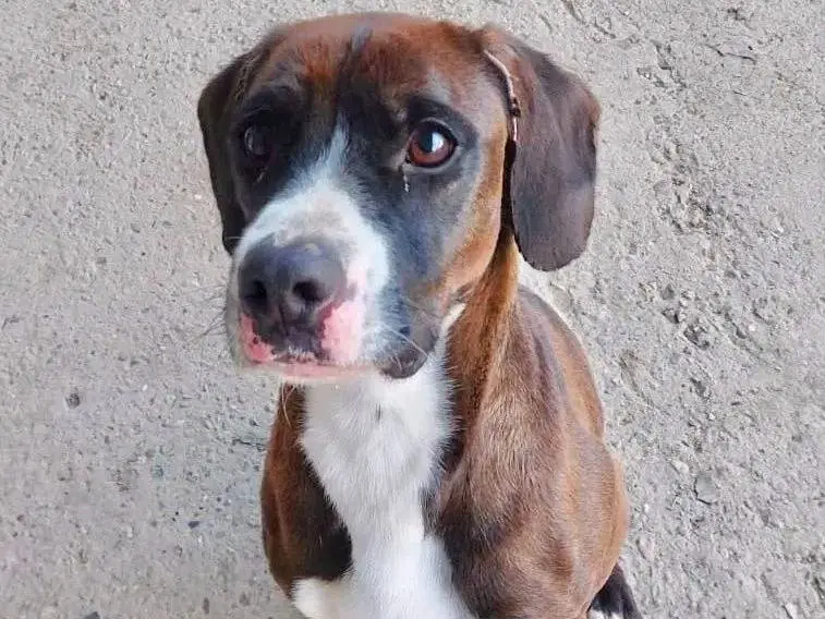 Adozione cane, maschio, Razza sconosciuta Razza sconosciuta, 4 anni e 7 mesi, taglia media contenuta, Cremona