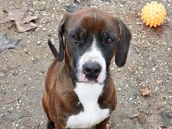 Adotta un cane, maschio, 4 anni e 7 mesi, Cremona
