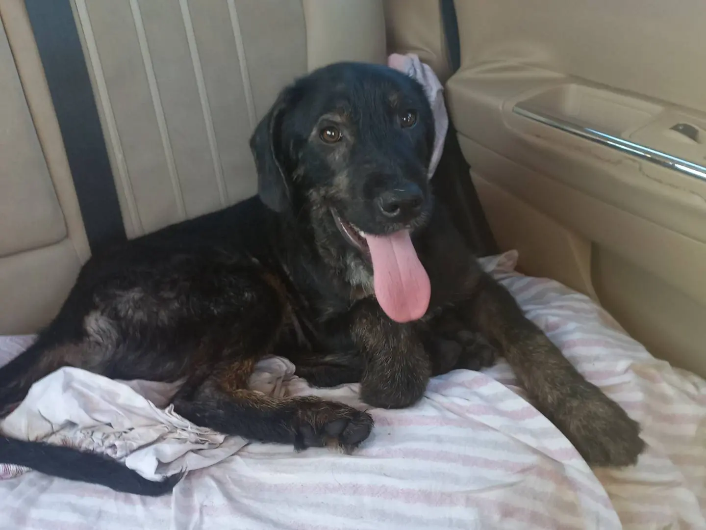 Adozione cane, maschio, Razza sconosciuta Spinone, 1 anno e 7 mesi, taglia media, Palermo