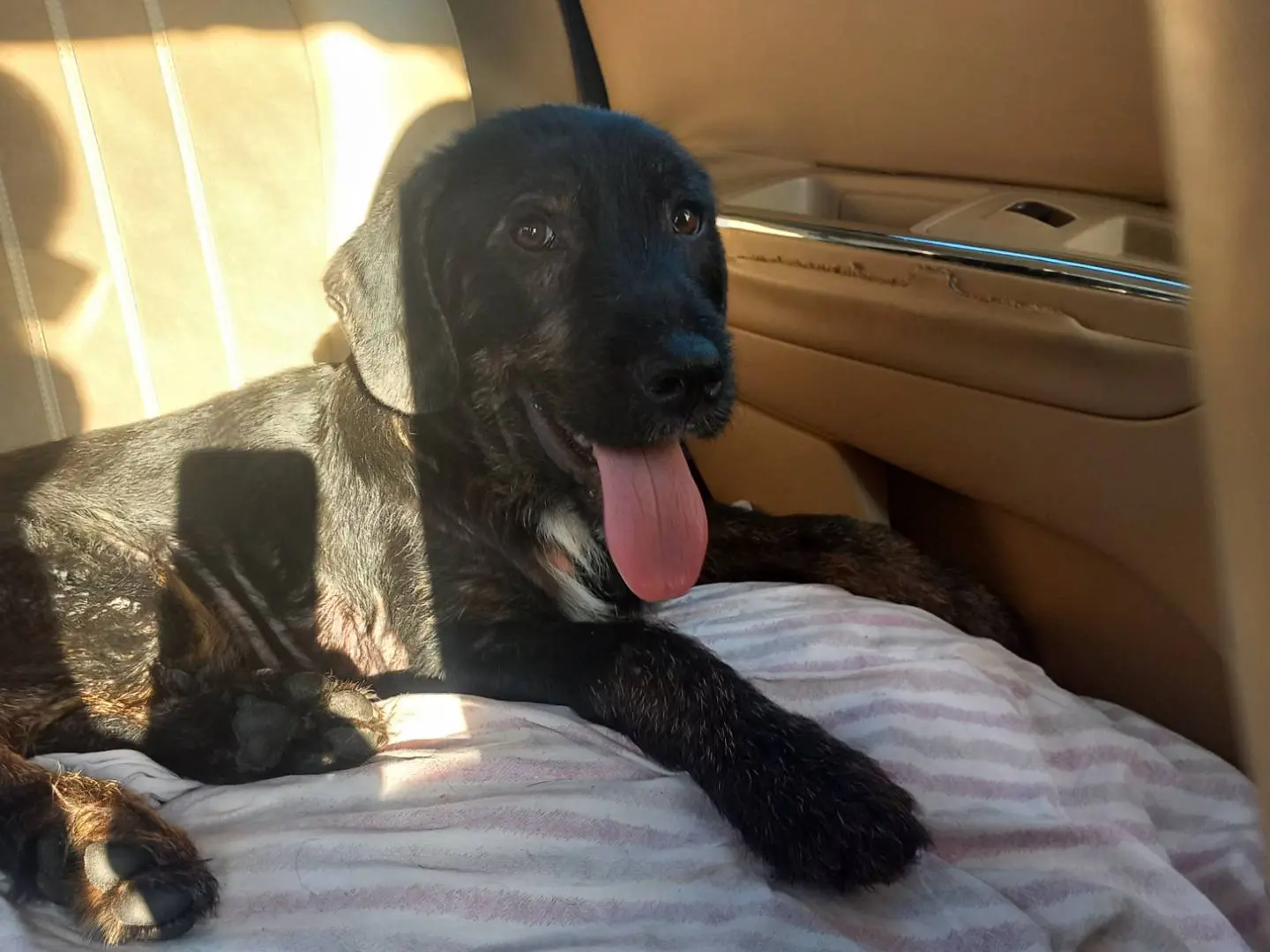 Vuoi adottare un cane a Palermo?