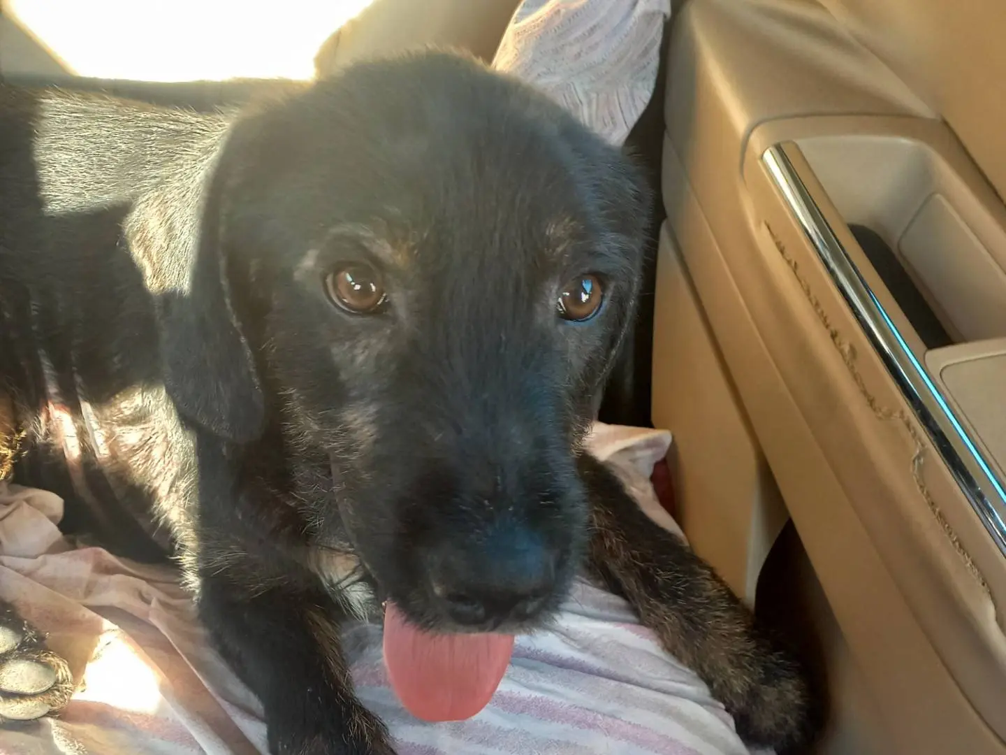 Adotta un cane, maschio, 1 anno e 7 mesi, Palermo