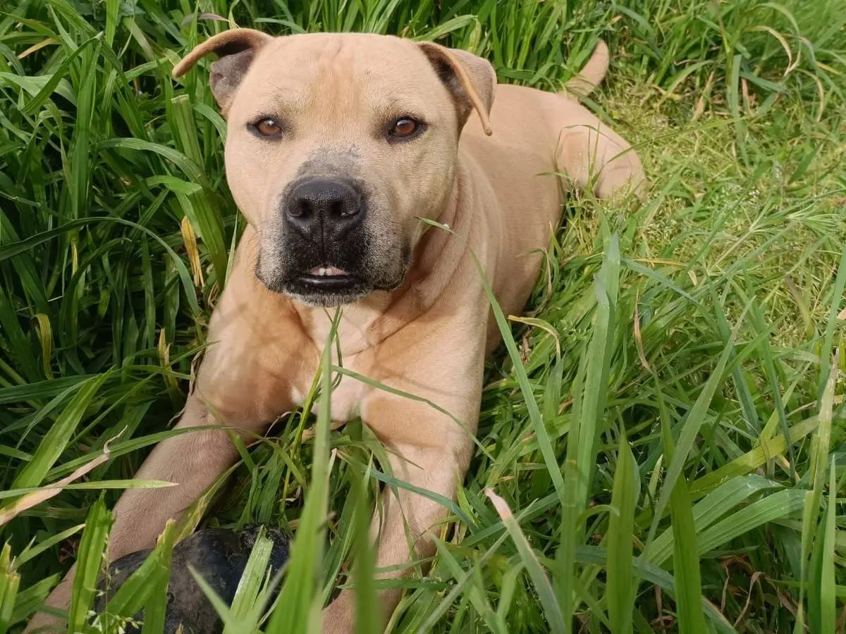 Adotta il cane Lion a Napoli