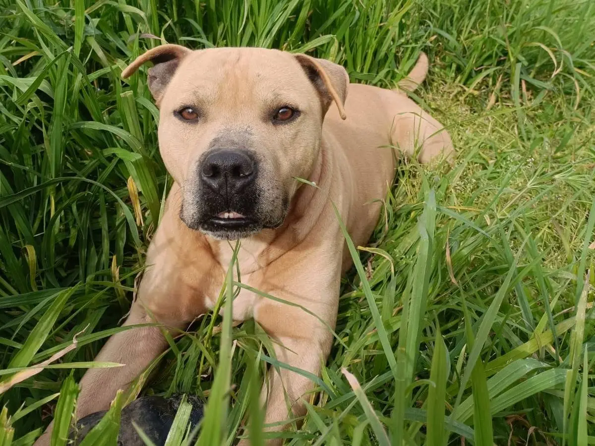 Adozione cane, maschio, Pitbull Razza sconosciuta, 6 anni e 6 mesi, taglia media, Napoli