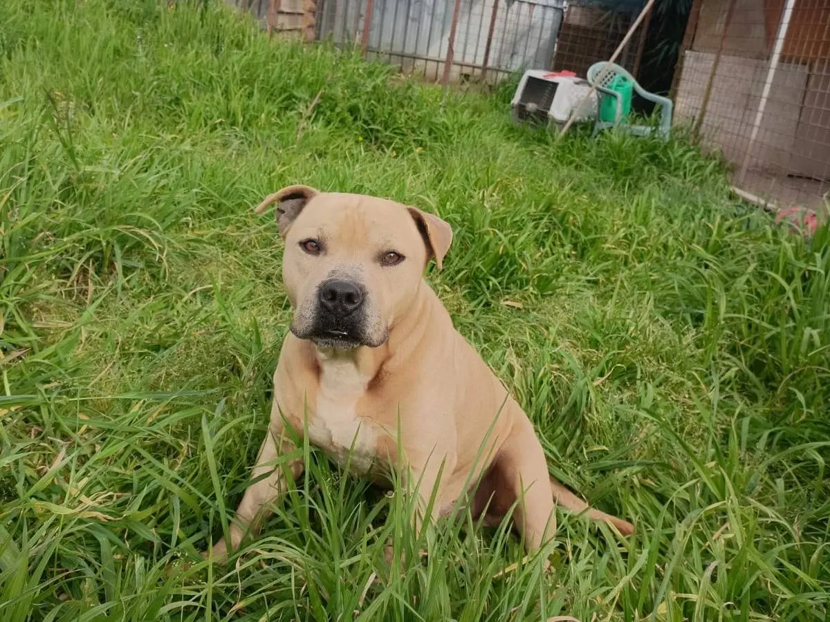 Adotta un cane, maschio, 6 anni e 6 mesi, Napoli