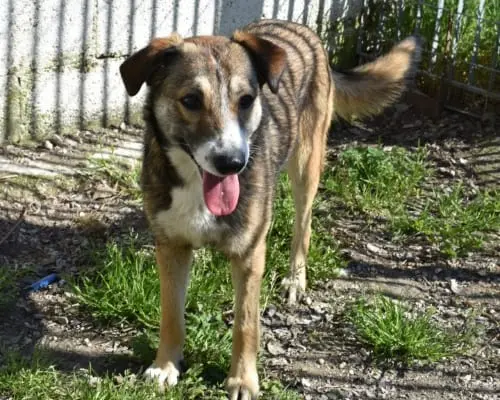 Adozione cane, femmina, meticcio, 5 anni e 1 mese, taglia piccola, Napoli