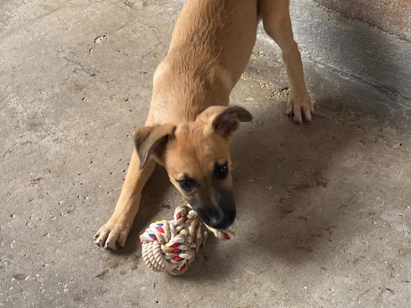 Vuoi adottare un cane a Latina?