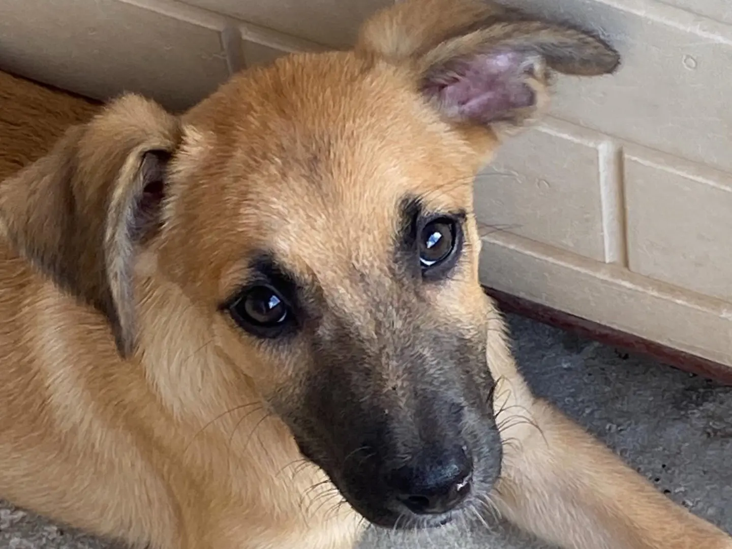 Adozione cane, maschio, Razza sconosciuta Razza sconosciuta, 4 mesi, taglia media contenuta, Latina
