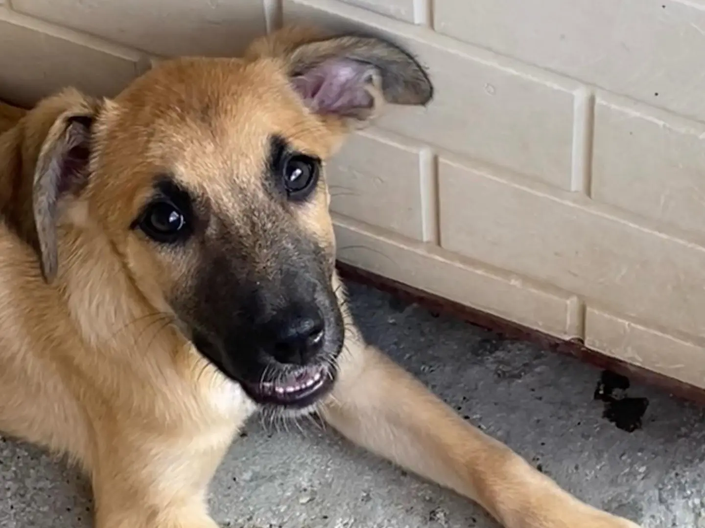 Adotta un cane, maschio, 4 mesi, Latina